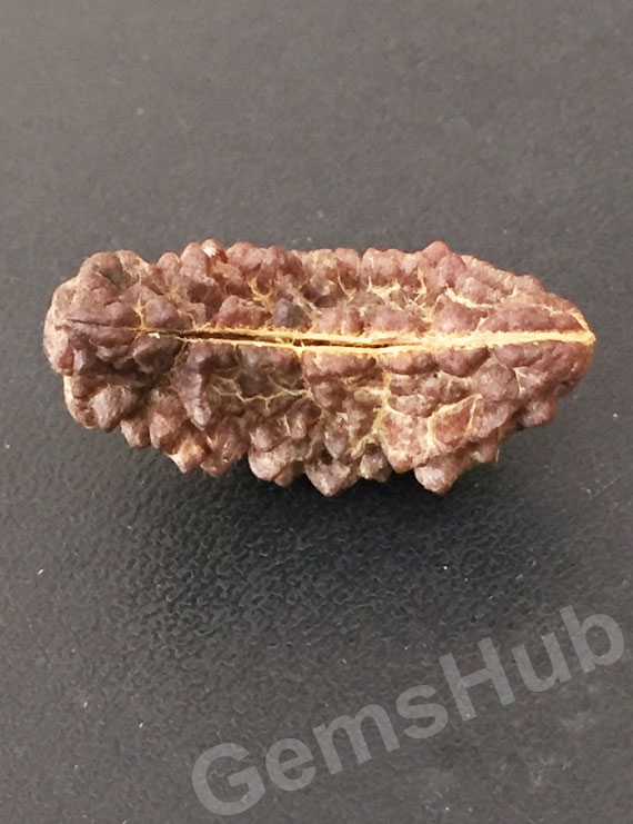 1 Face/Mukhi Certified Rudraksha Premium Quality